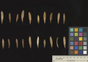 SEED